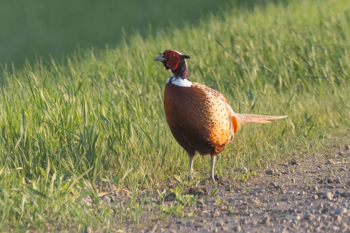 Ring-necked Pheasant - Robert Raffel