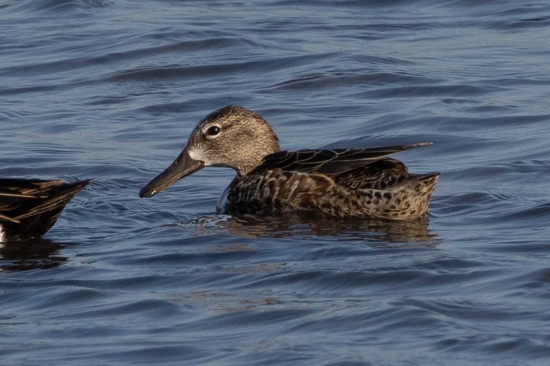 Blue-winged Teal - ML616366199