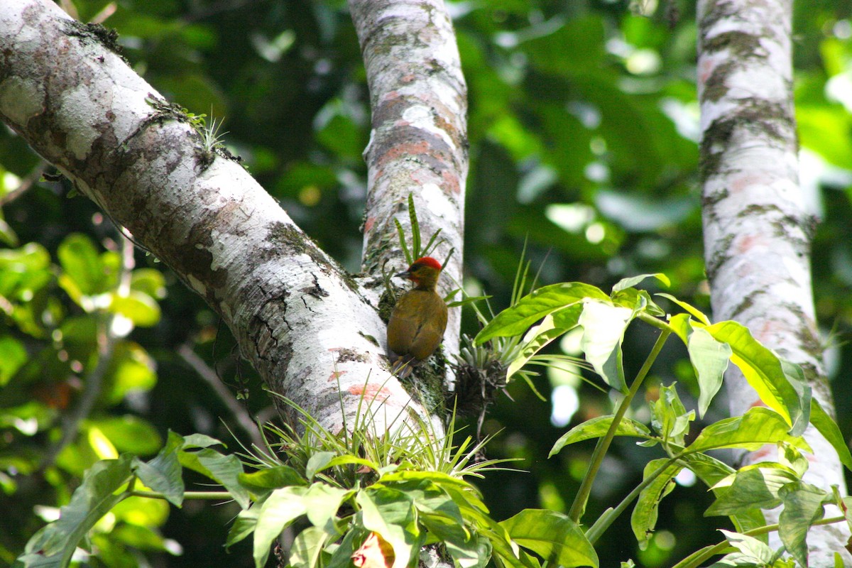 Yellow-throated Woodpecker - ML616366214