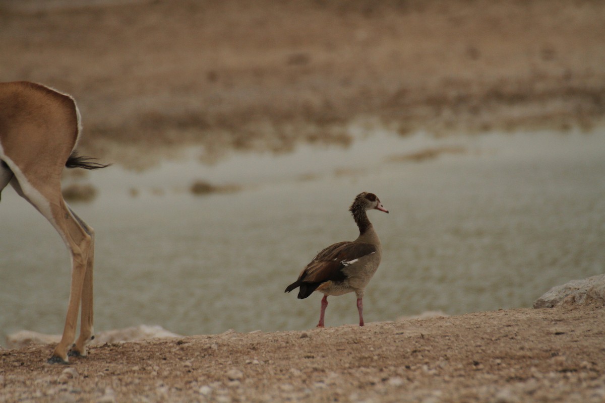 Egyptian Goose - ML616366282