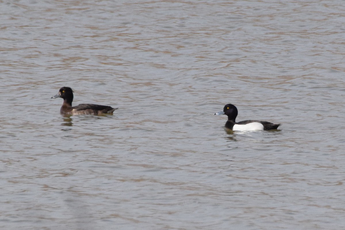 Tufted Duck - ML616366395