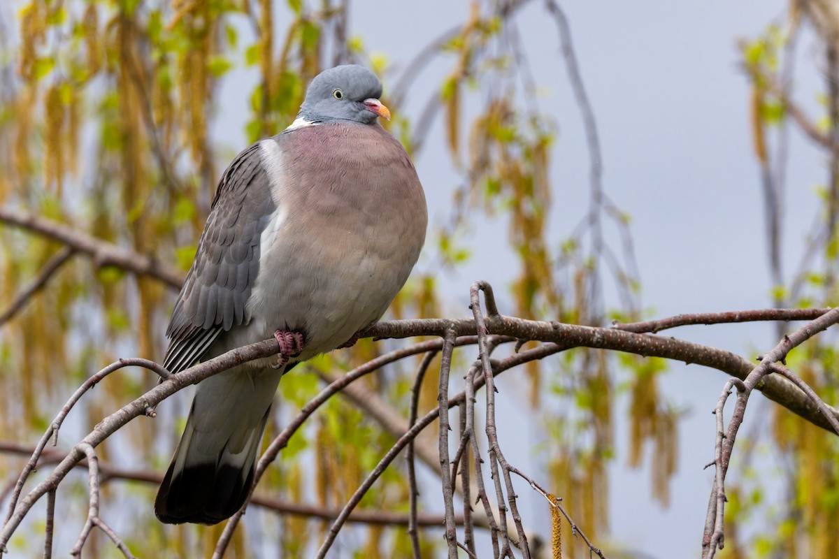 Common Wood-Pigeon (White-necked) - ML616366477