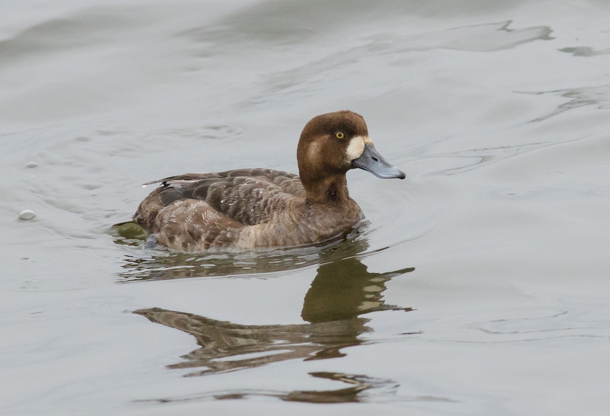 Greater Scaup - ML616366513