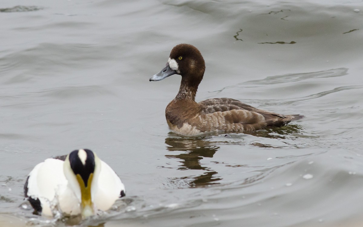 Greater Scaup - ML616366524
