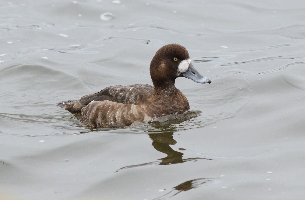 Greater Scaup - ML616366534