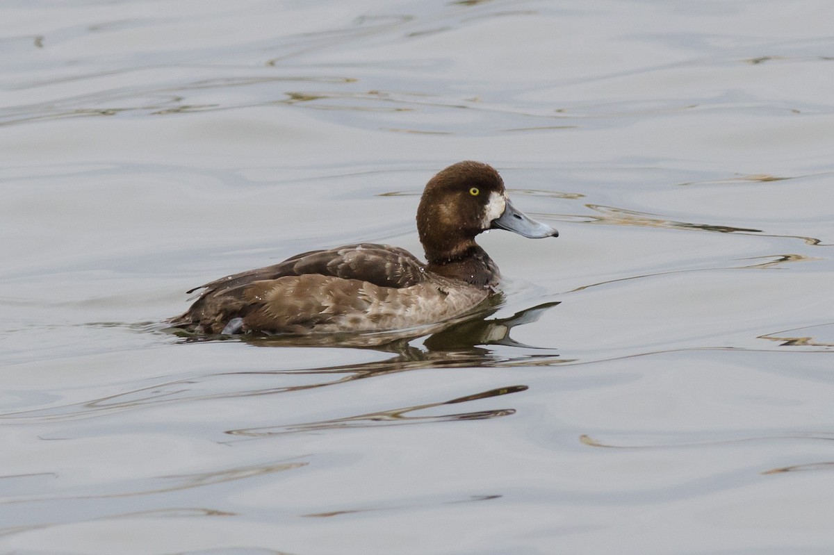 Greater Scaup - ML616366577