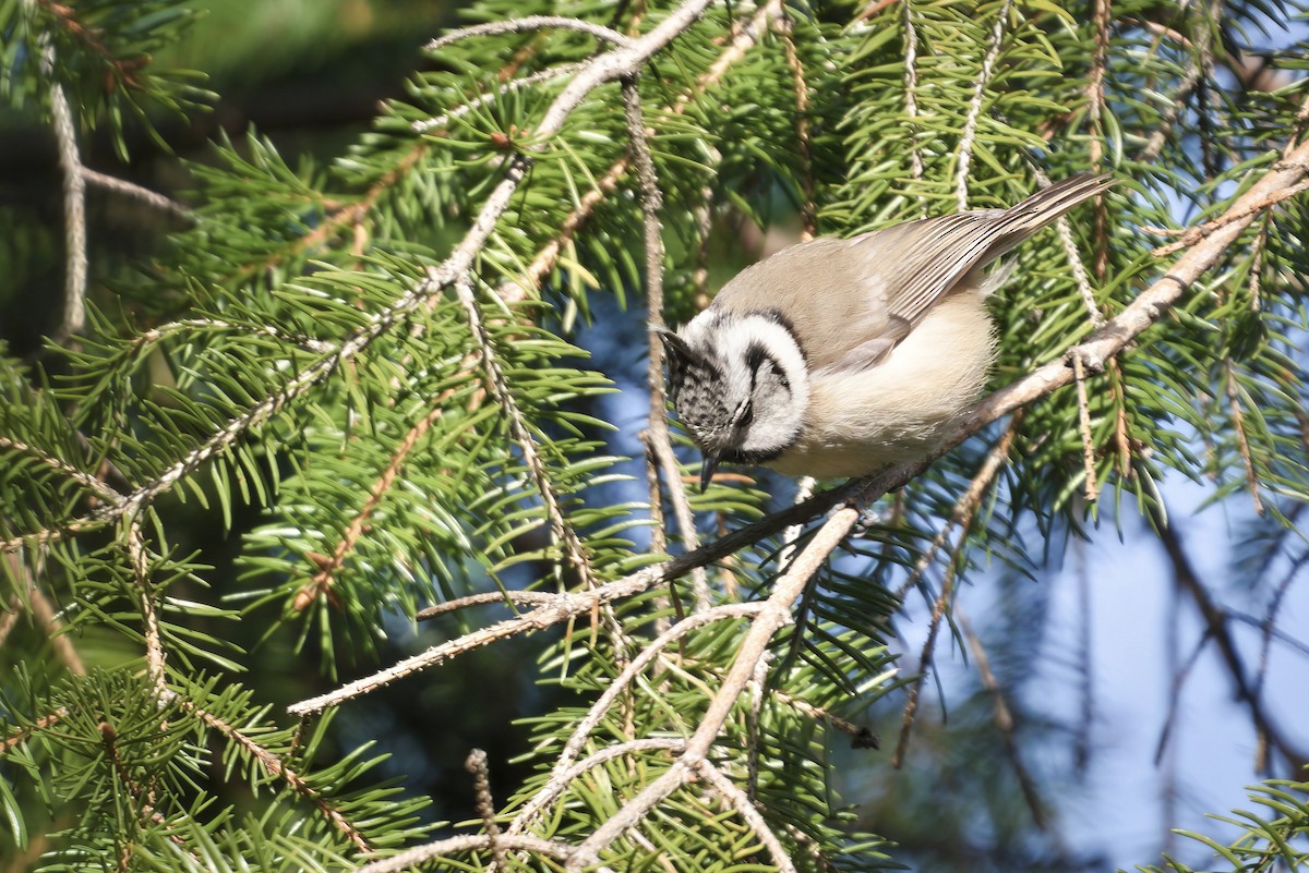 Crested Tit - ML616366601