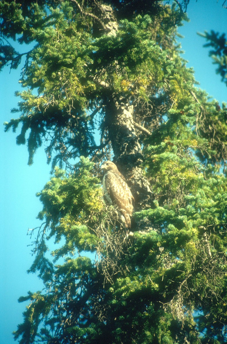 Red-tailed Hawk - ML616366694