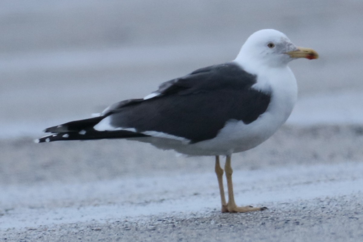 Lesser Black-backed Gull - michael vedder