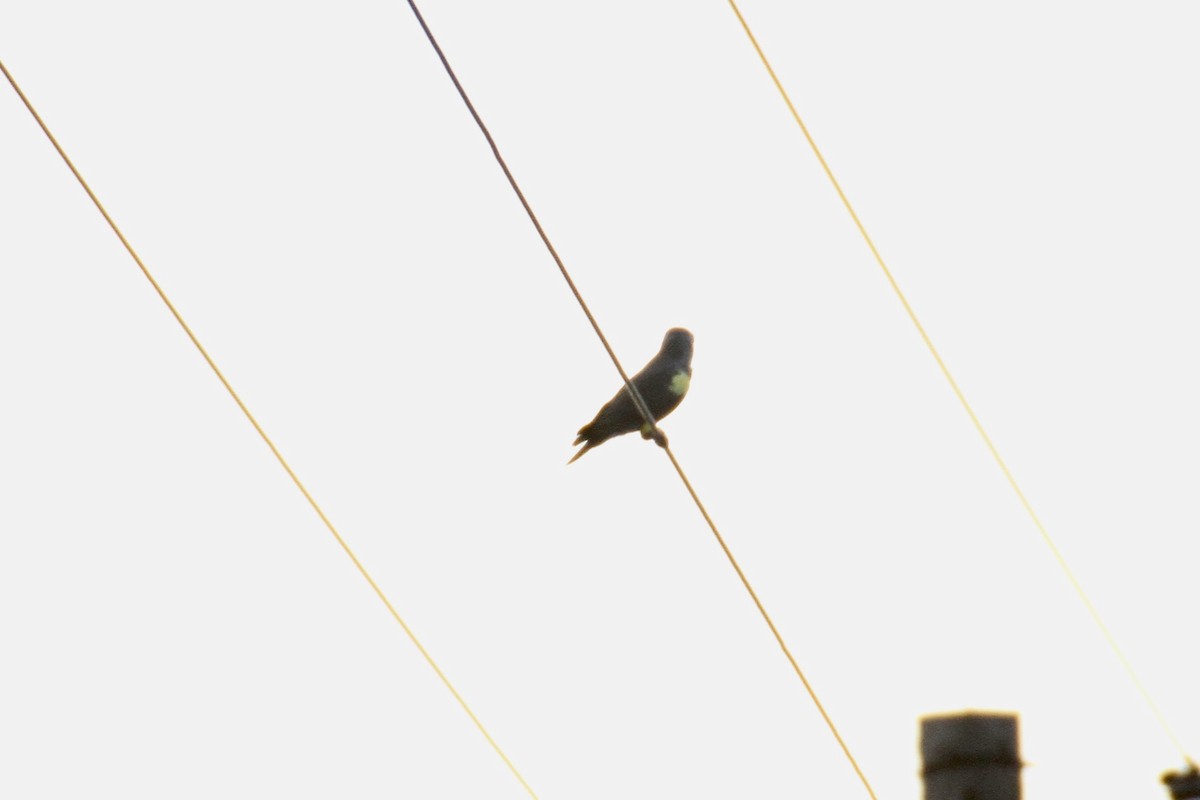 Желтоногий попугай - ML616366863