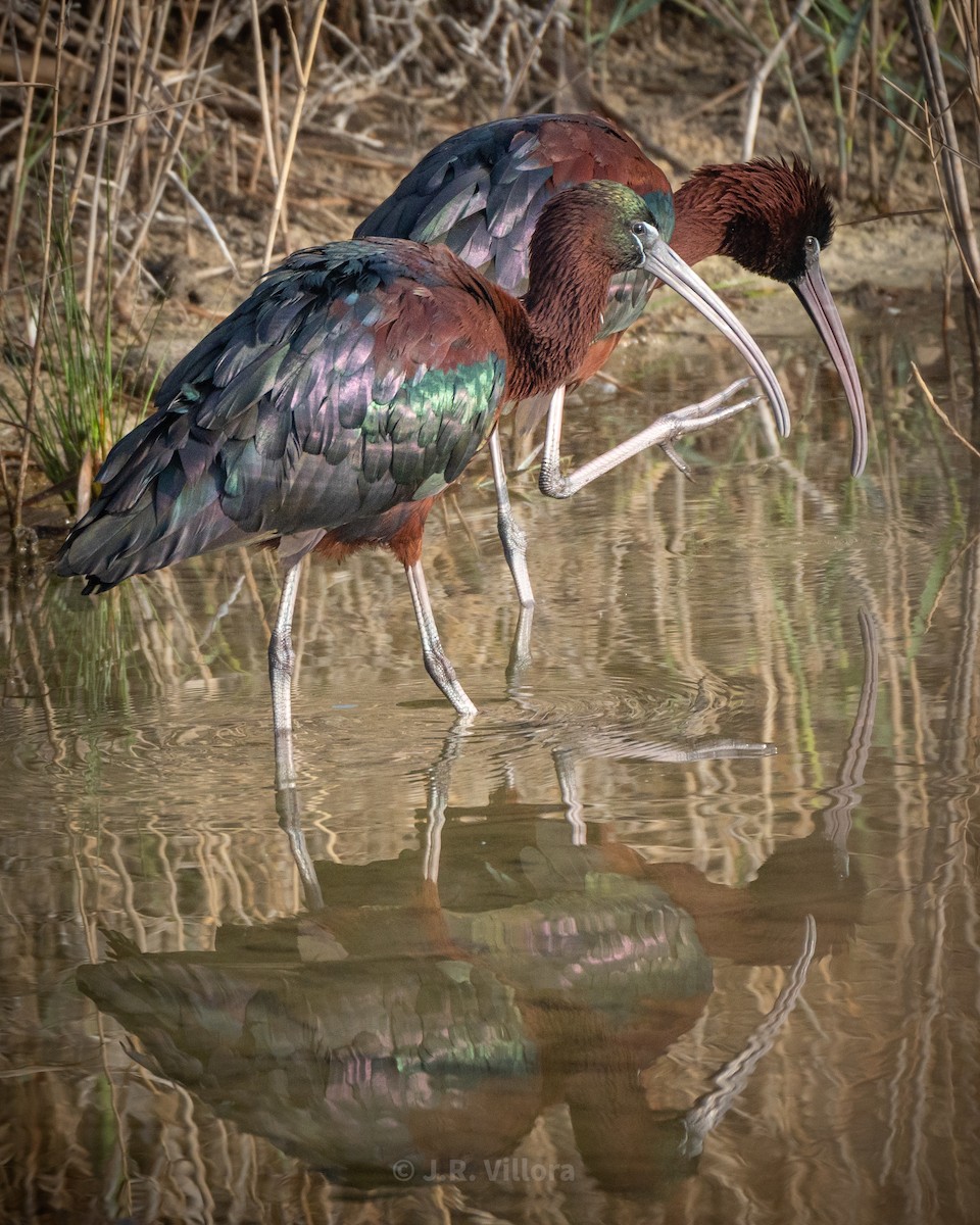 ibis hnědý - ML616366870