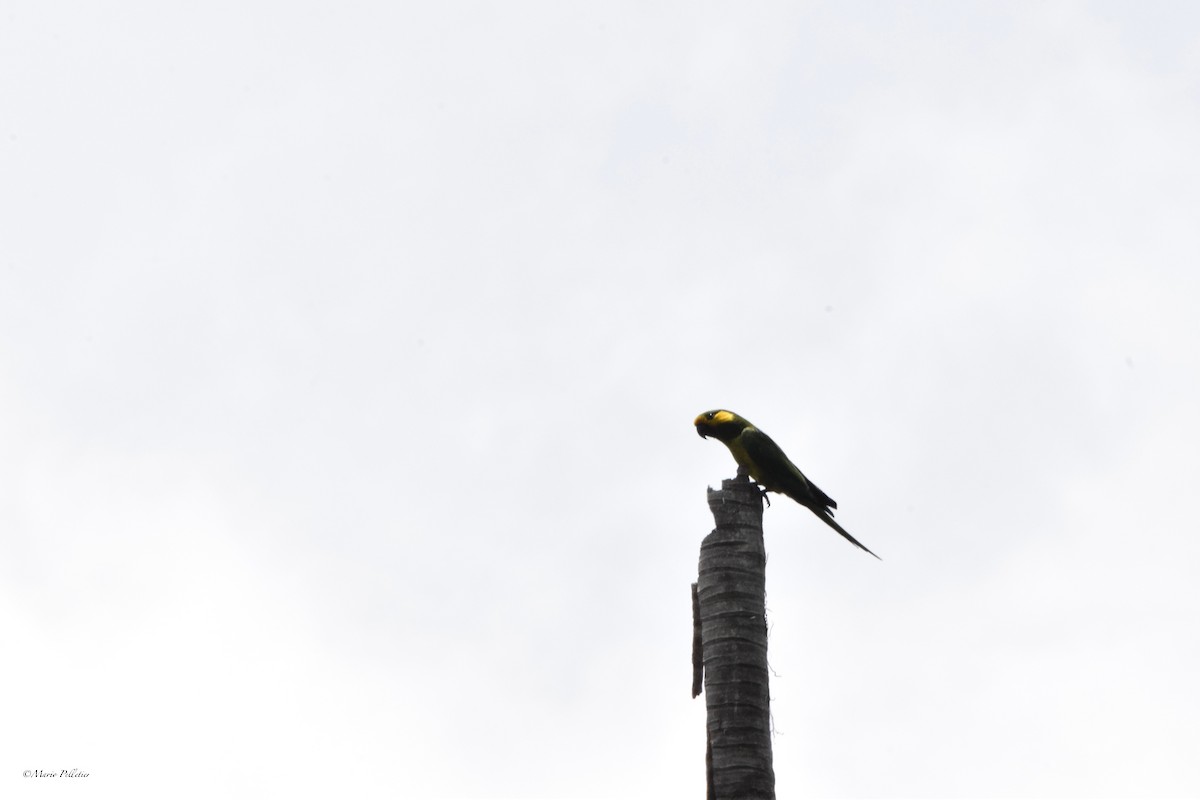 Yellow-eared Parrot - Mario Pelletier
