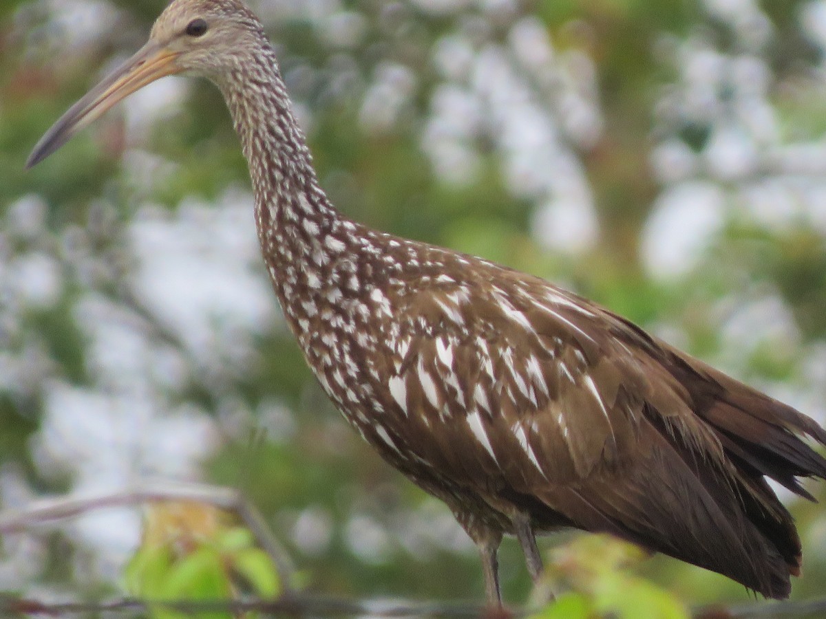 Limpkin (Speckled) - Anonymous