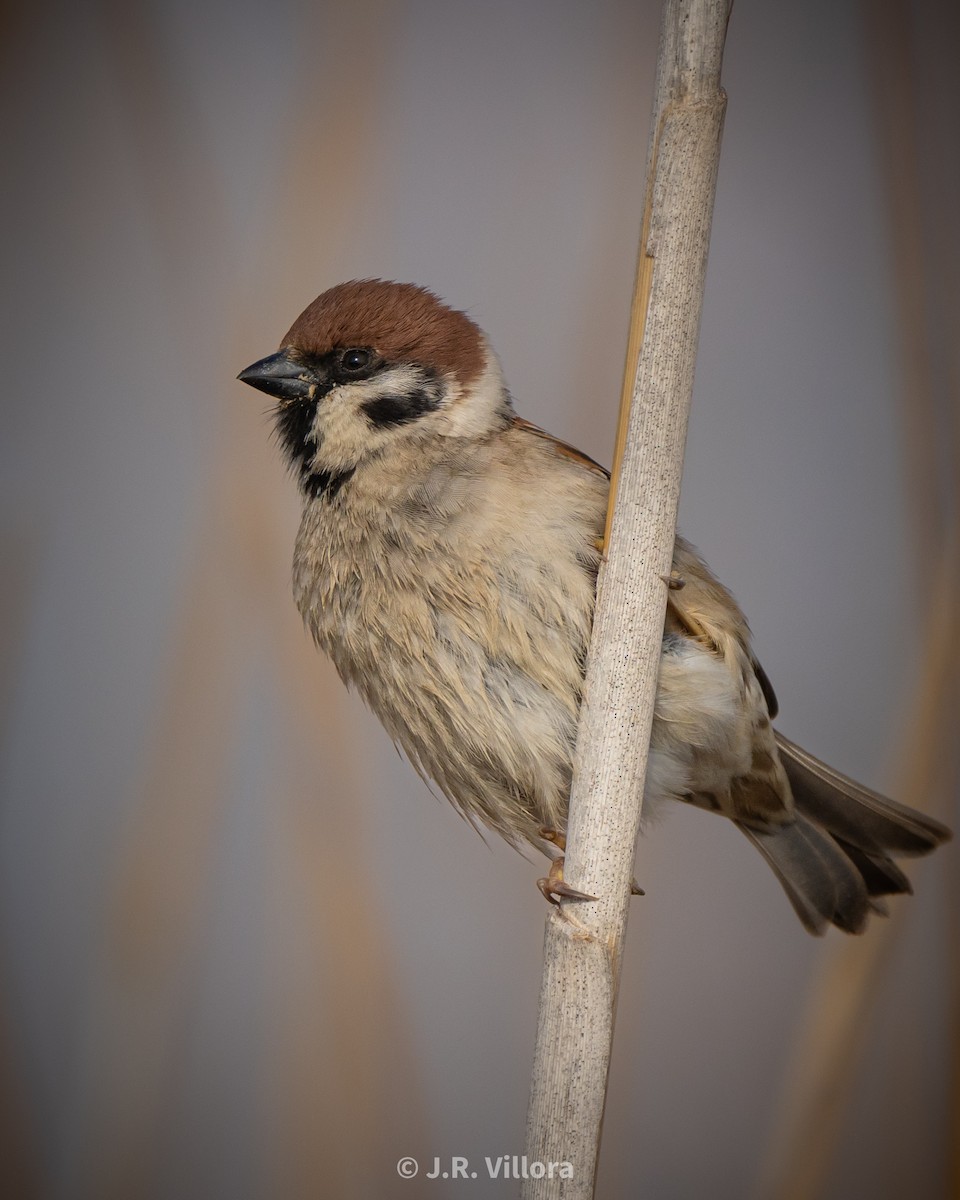Eurasian Tree Sparrow - ML616366911