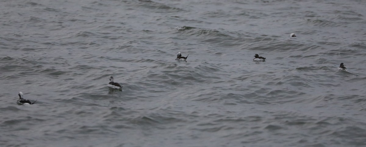 Long-tailed Duck - ML616367019