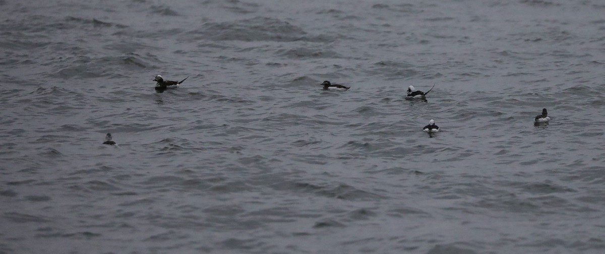 Long-tailed Duck - ML616367022