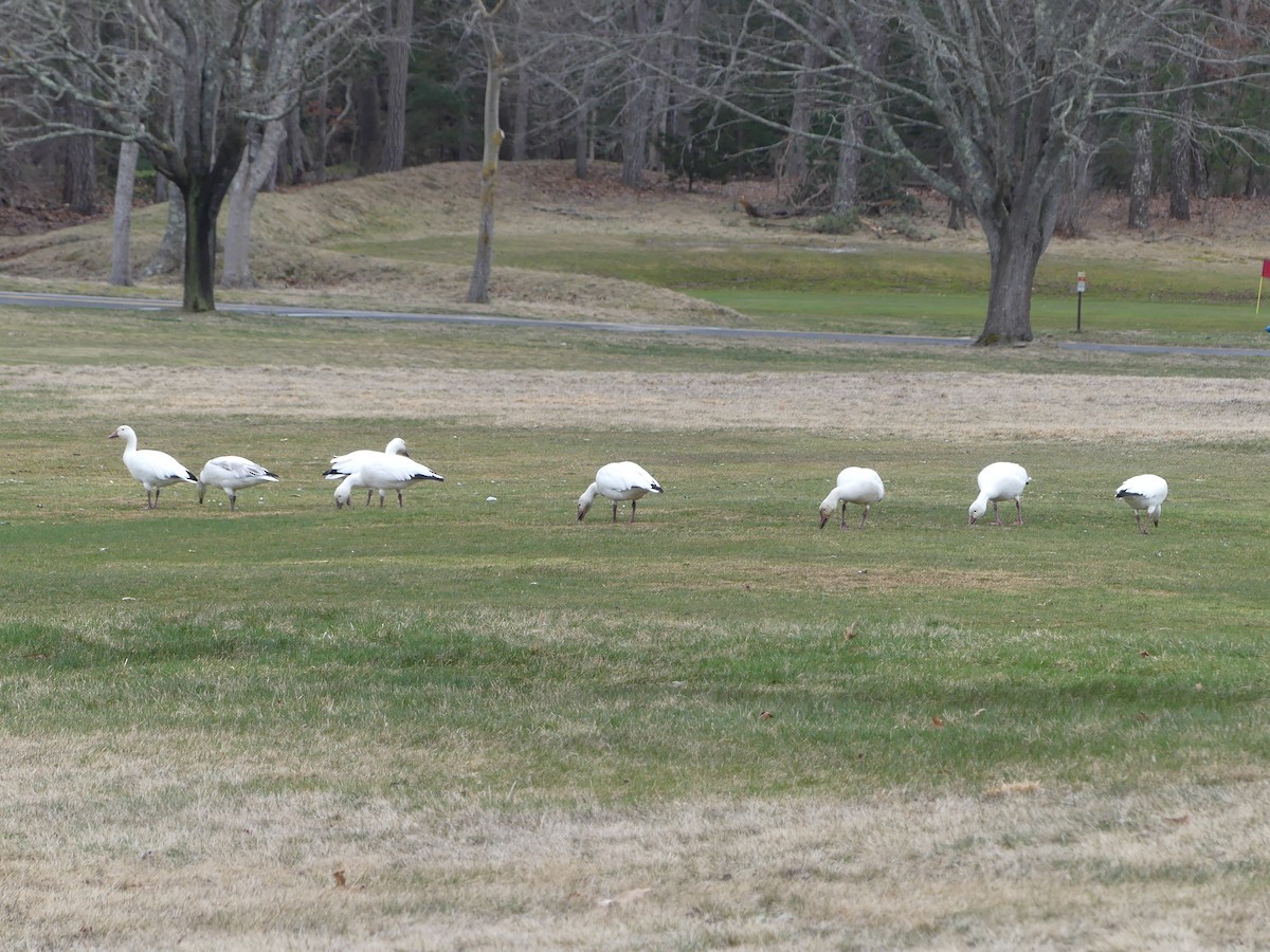 eBird Checklist 23 Mar 2024 Harwich Port Golf Course 2 species