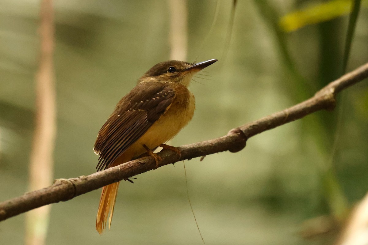 Tropical Royal Flycatcher (Northern) - ML616367235