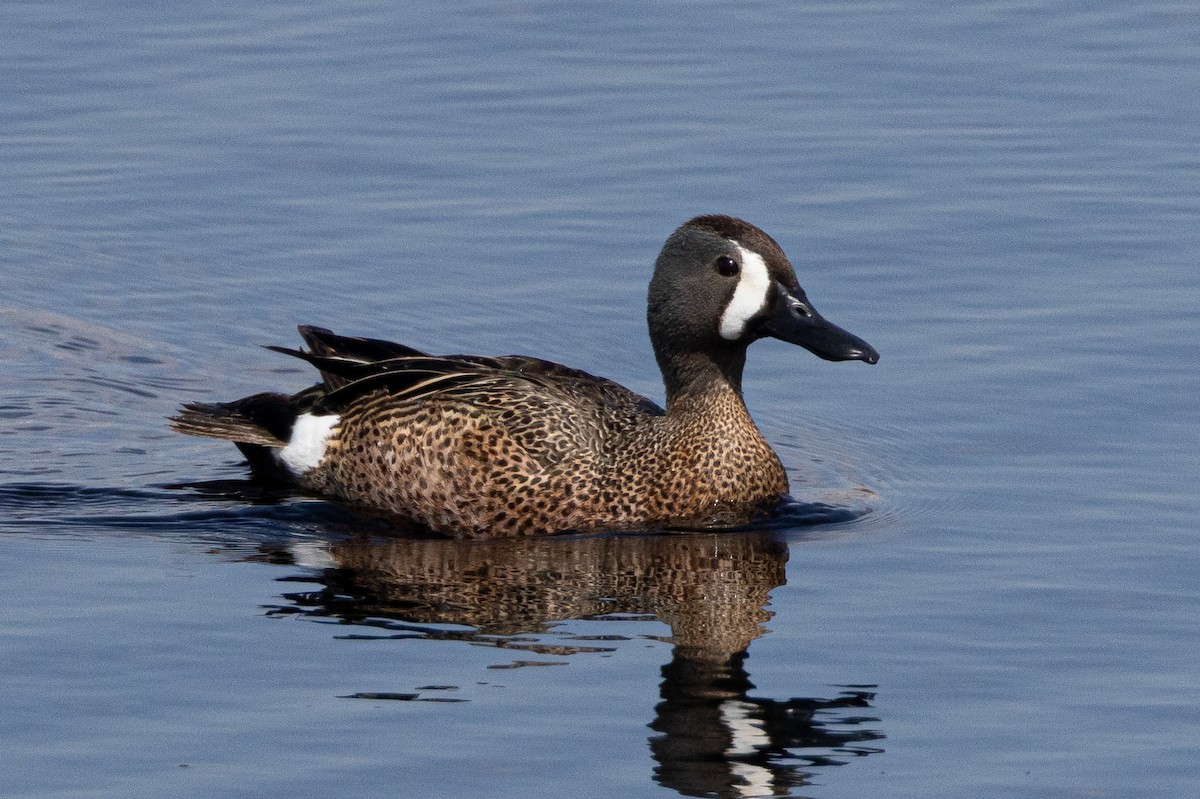 Blue-winged Teal - ML616367463