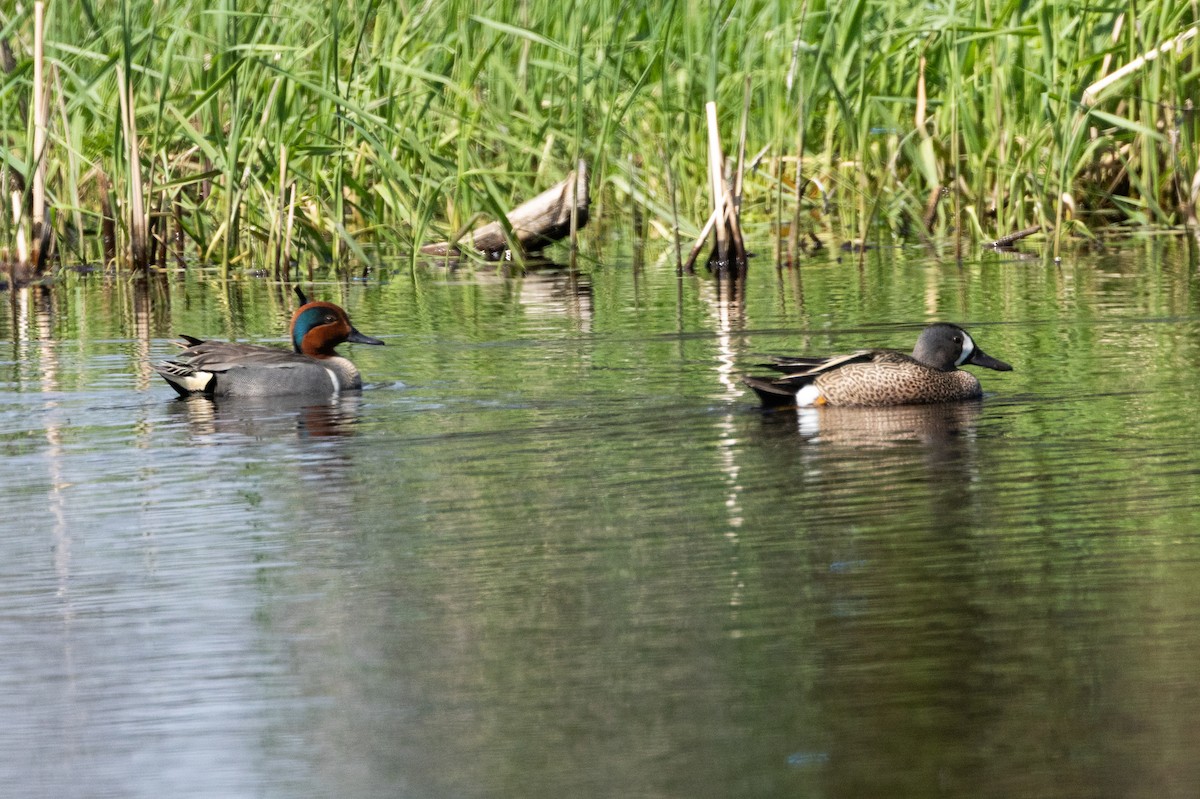 Blue-winged Teal - ML616367464