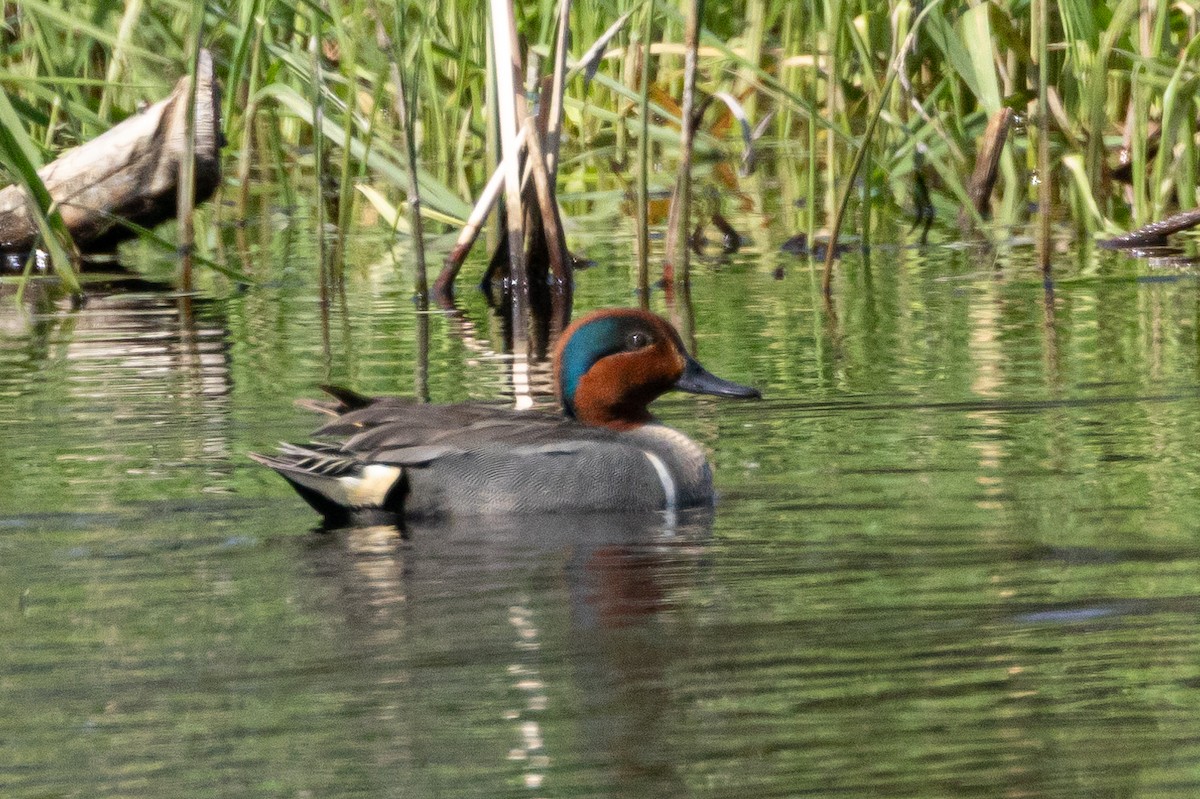 Green-winged Teal - ML616367475