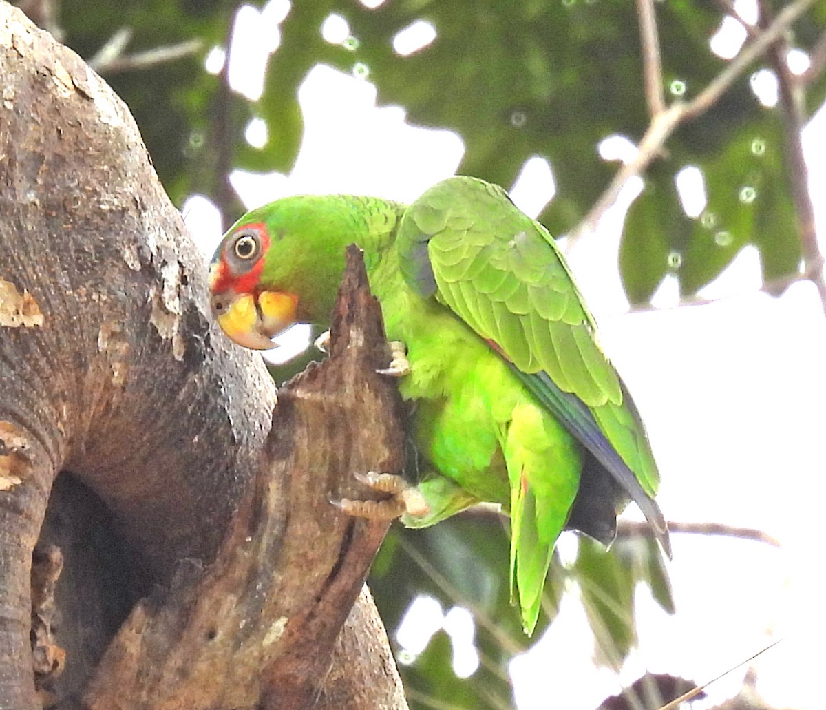 White-fronted Parrot - ML616367492