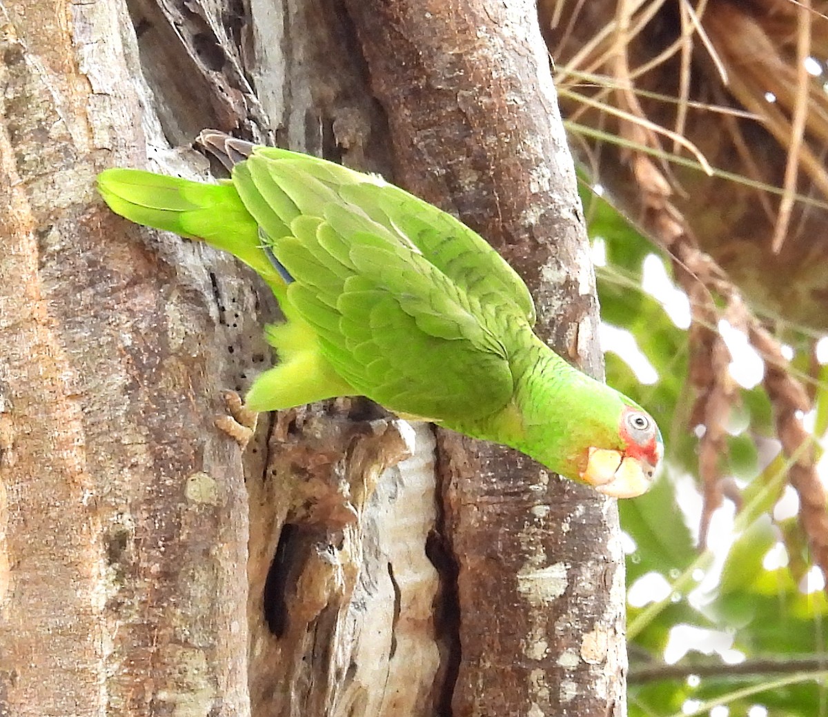 White-fronted Parrot - ML616367493