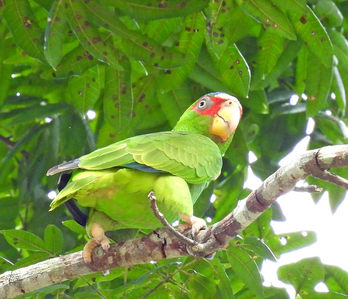 White-fronted Parrot - ML616367494