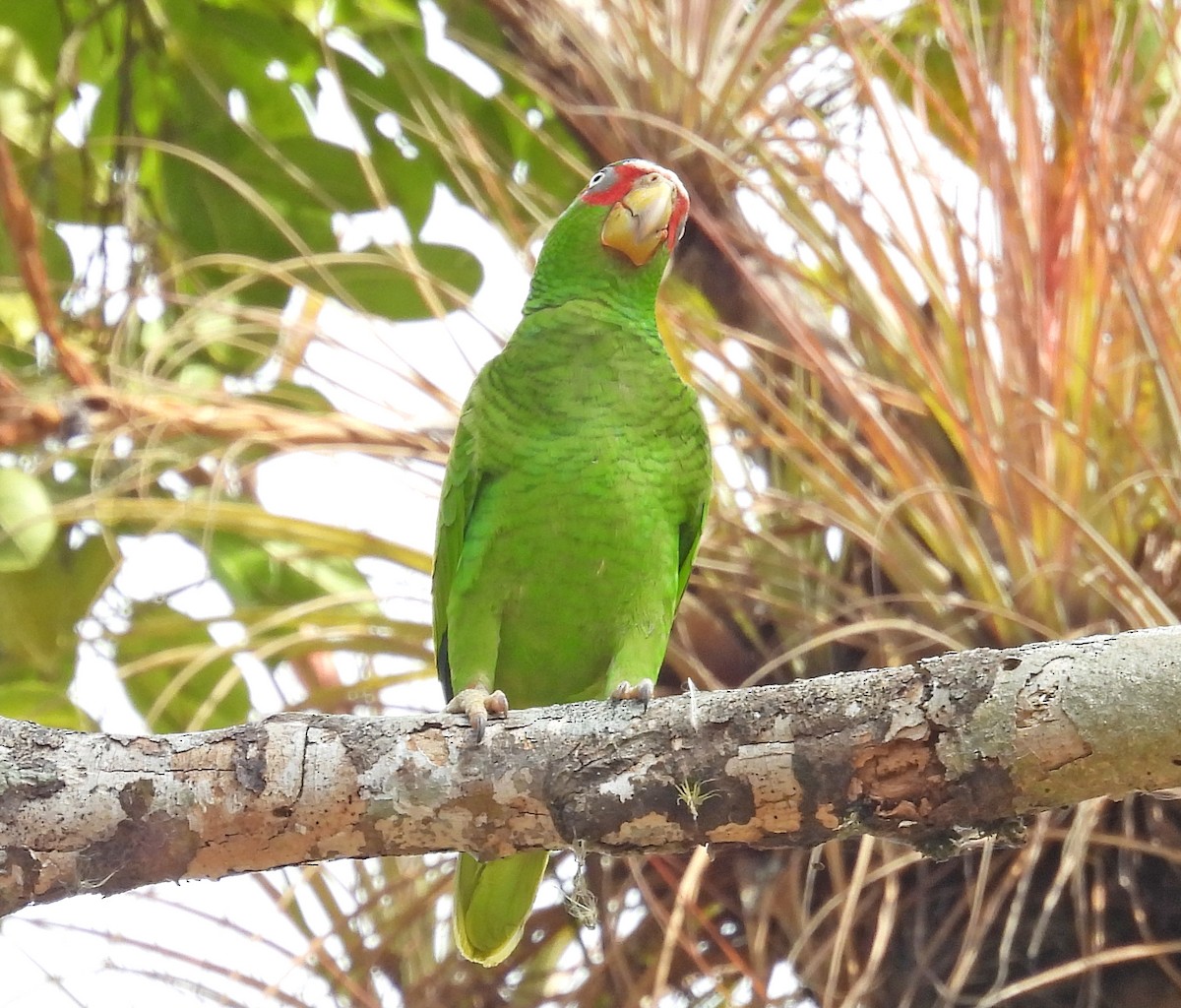 White-fronted Parrot - ML616367495