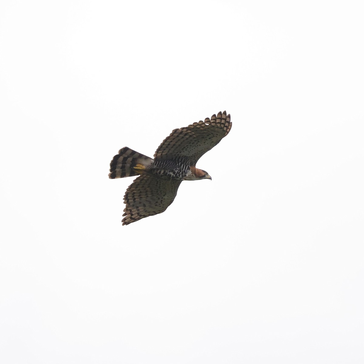Ornate Hawk-Eagle - Brian Gibbons