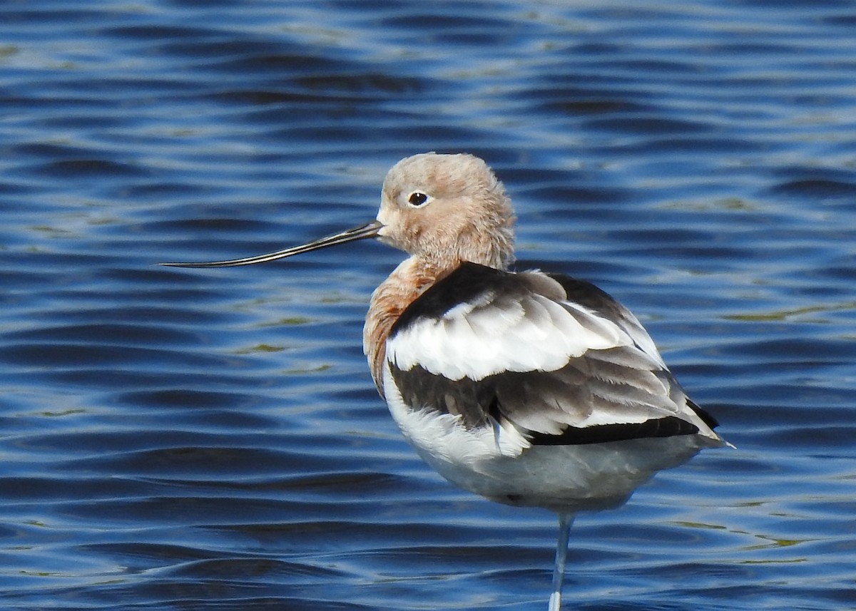 American Avocet - Betsy McCully