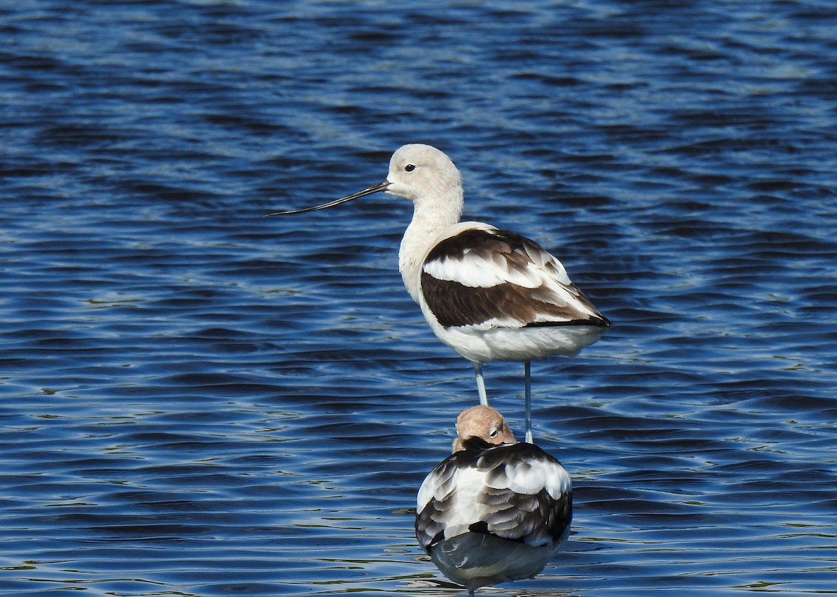 American Avocet - Betsy McCully