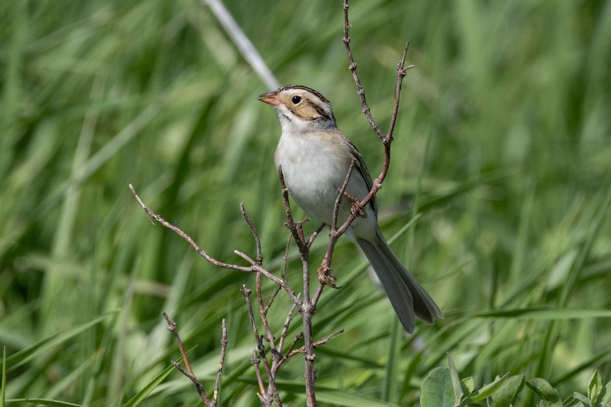 Clay-colored Sparrow - ML616367552