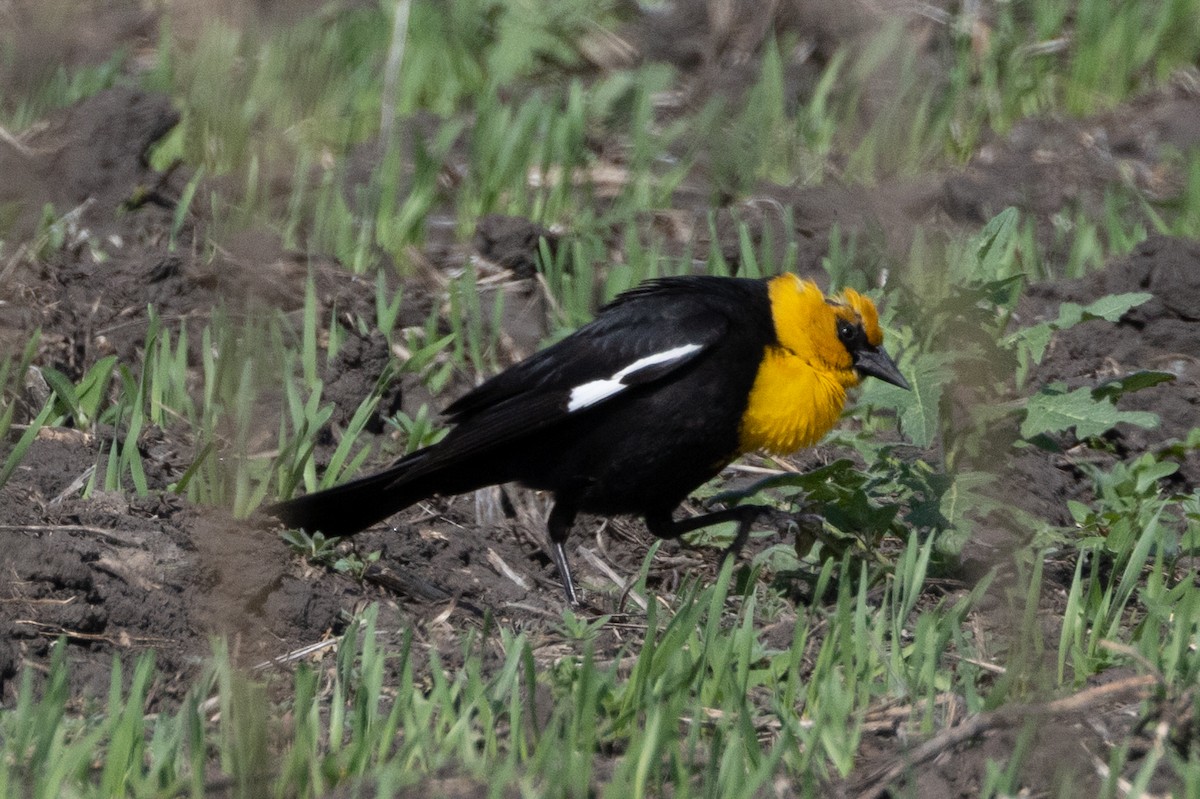 Yellow-headed Blackbird - ML616367562
