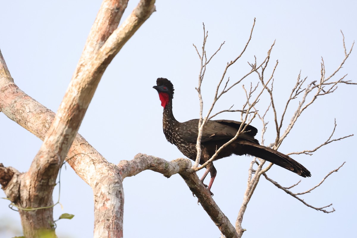 Crested Guan - ML616367615