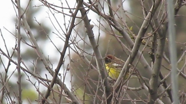 Yellow-breasted Bunting - ML616367745