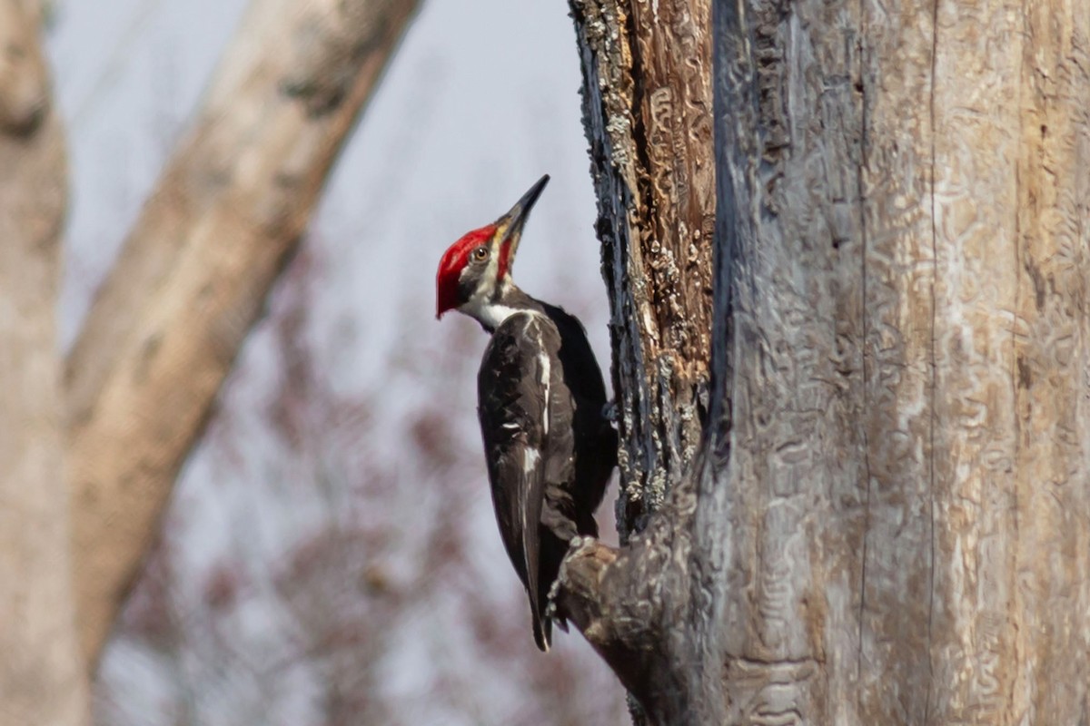Pileated Woodpecker - ML616367746
