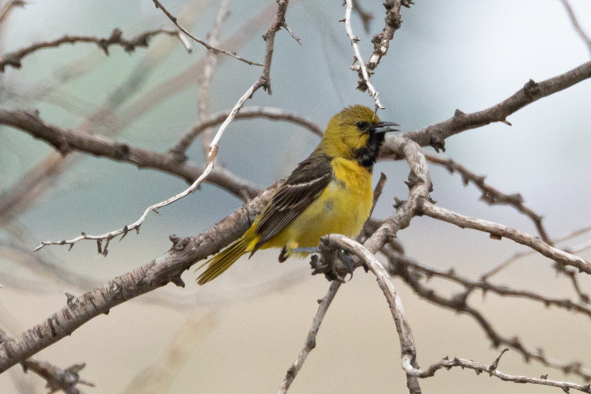 Orchard Oriole - ML616367749