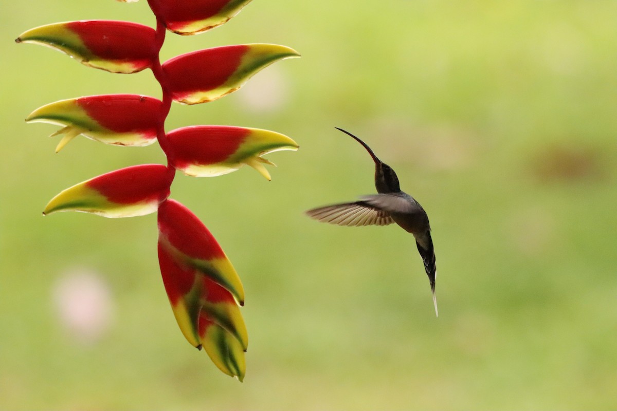 kolibřík šedobřichý - ML616367763