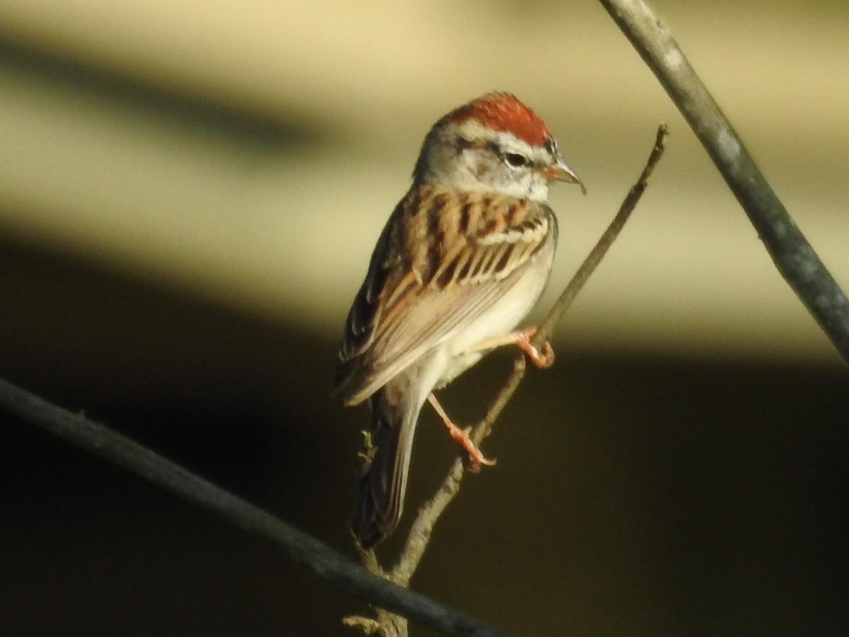 Chipping Sparrow - ML616367862