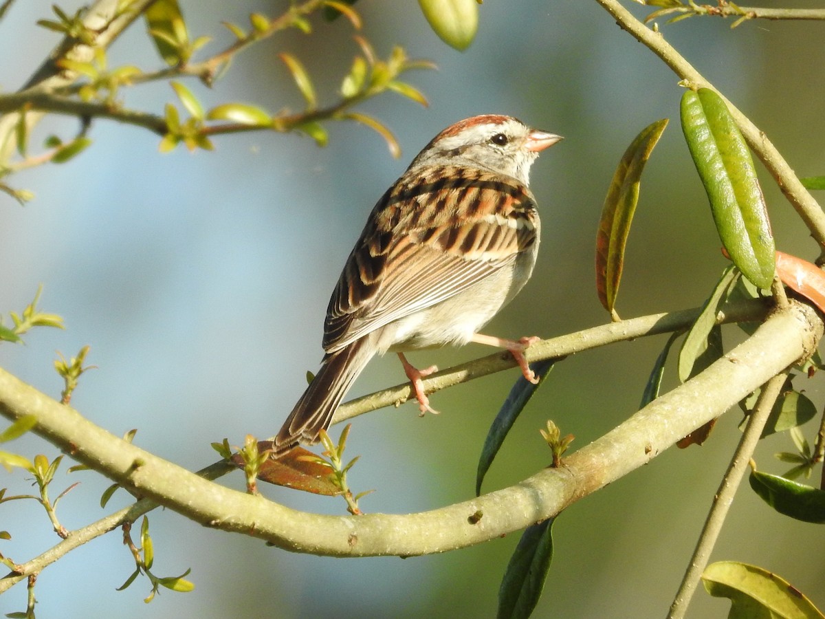 Chipping Sparrow - ML616367863