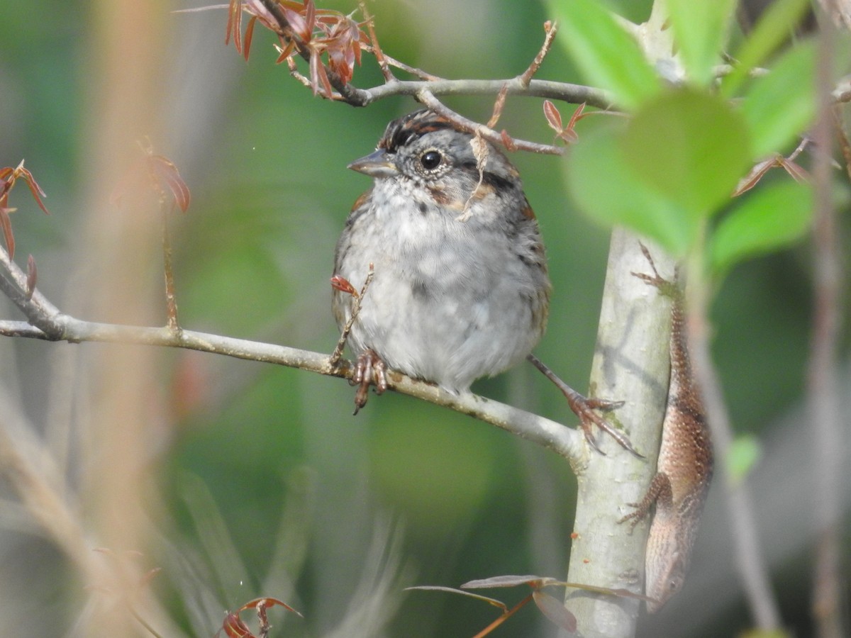 Swamp Sparrow - ML616367865