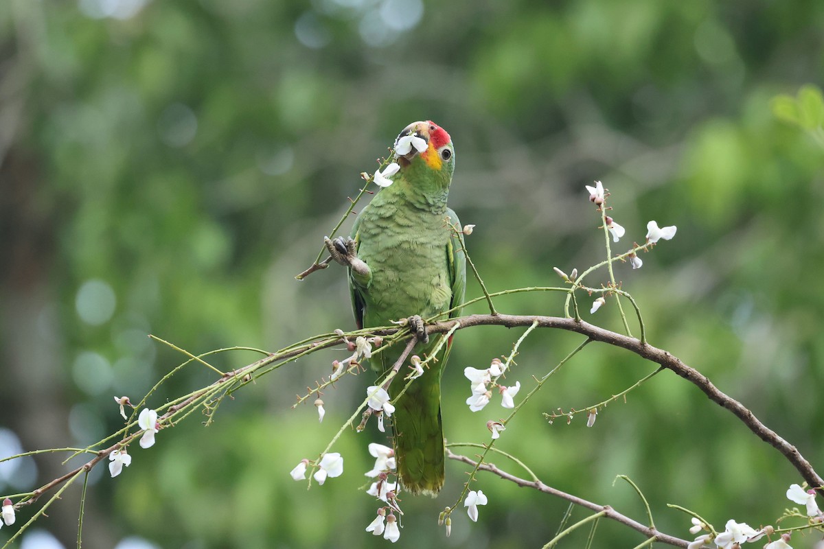 Red-lored Parrot (Red-lored) - ML616368048