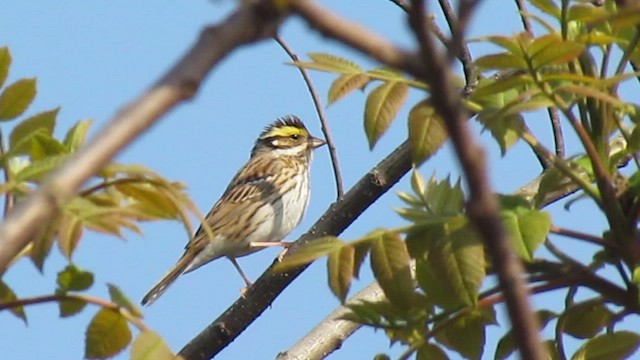 Yellow-browed Bunting - ML616368064