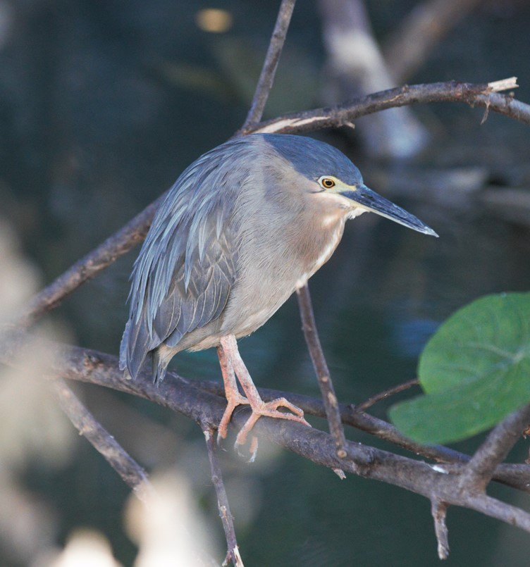 Striated Heron - Paul Jacques