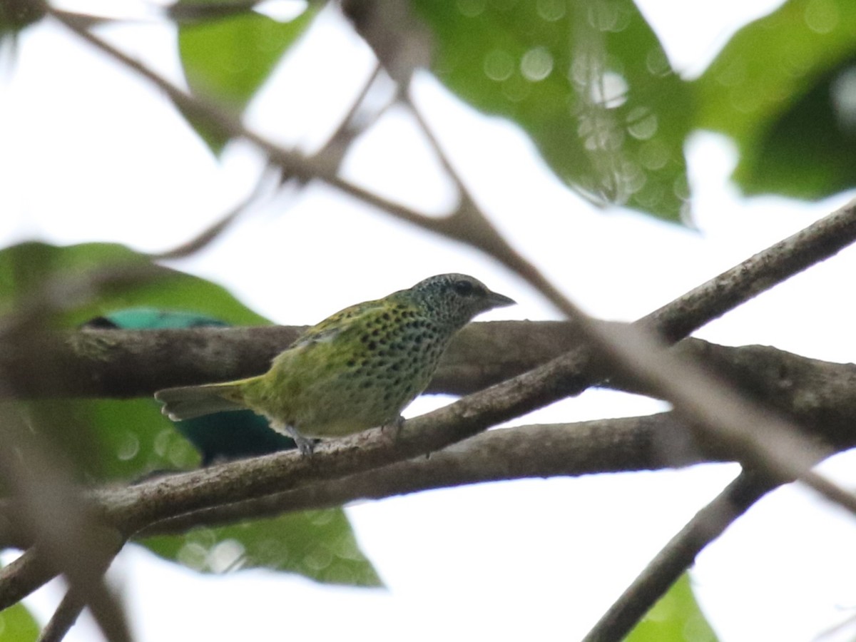 Spotted Tanager - ML616368191