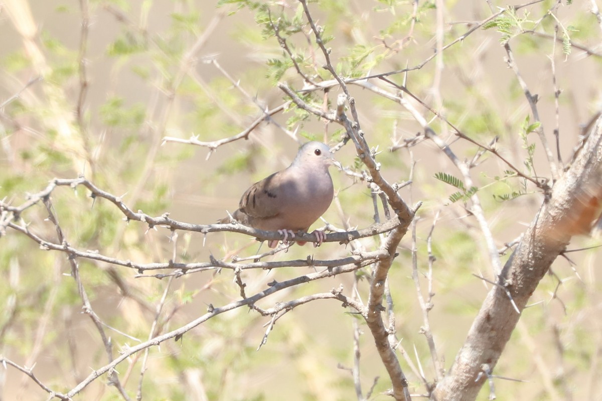 Plain-breasted Ground Dove - ML616368223