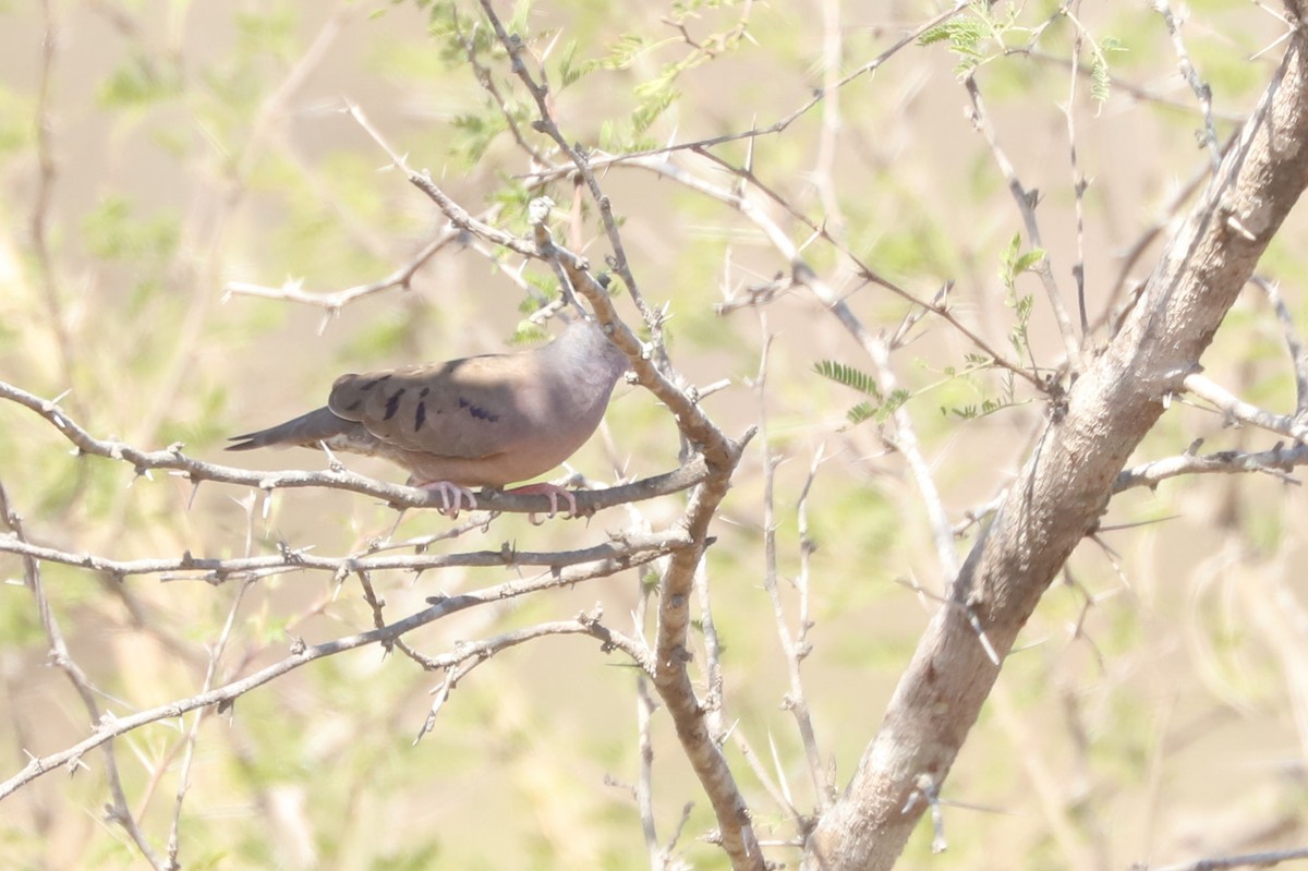 Plain-breasted Ground Dove - ML616368224