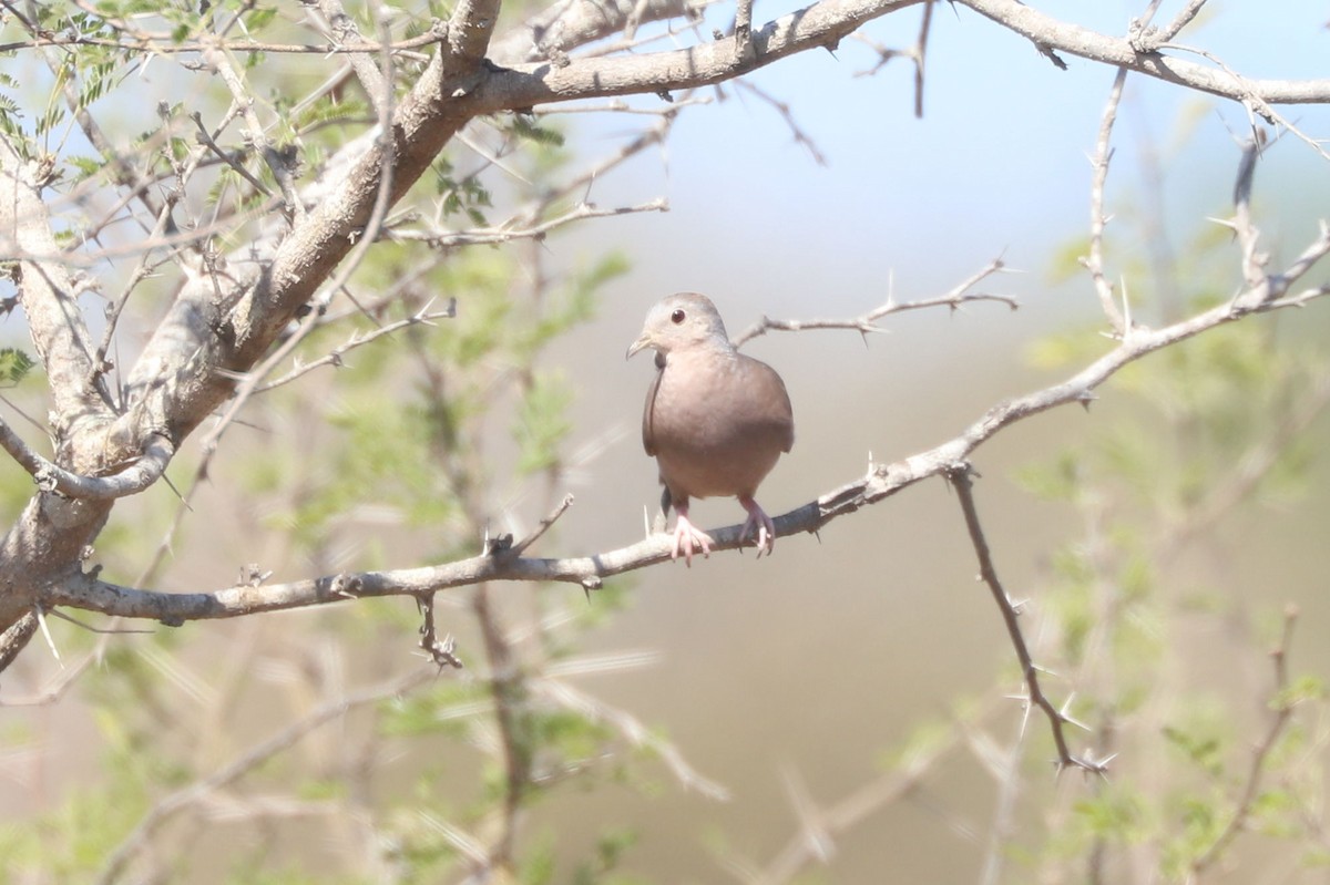 Plain-breasted Ground Dove - ML616368225