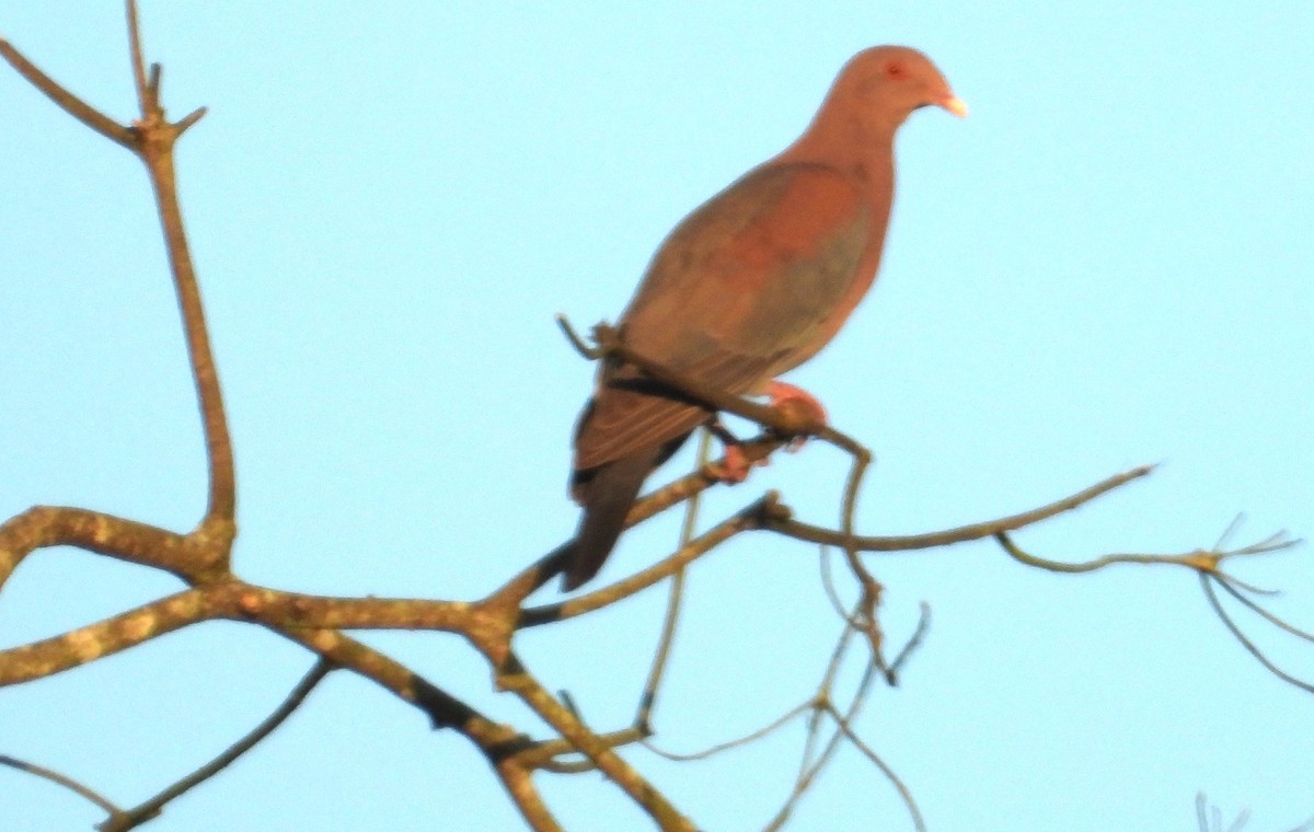 Red-billed Pigeon - ML616368333
